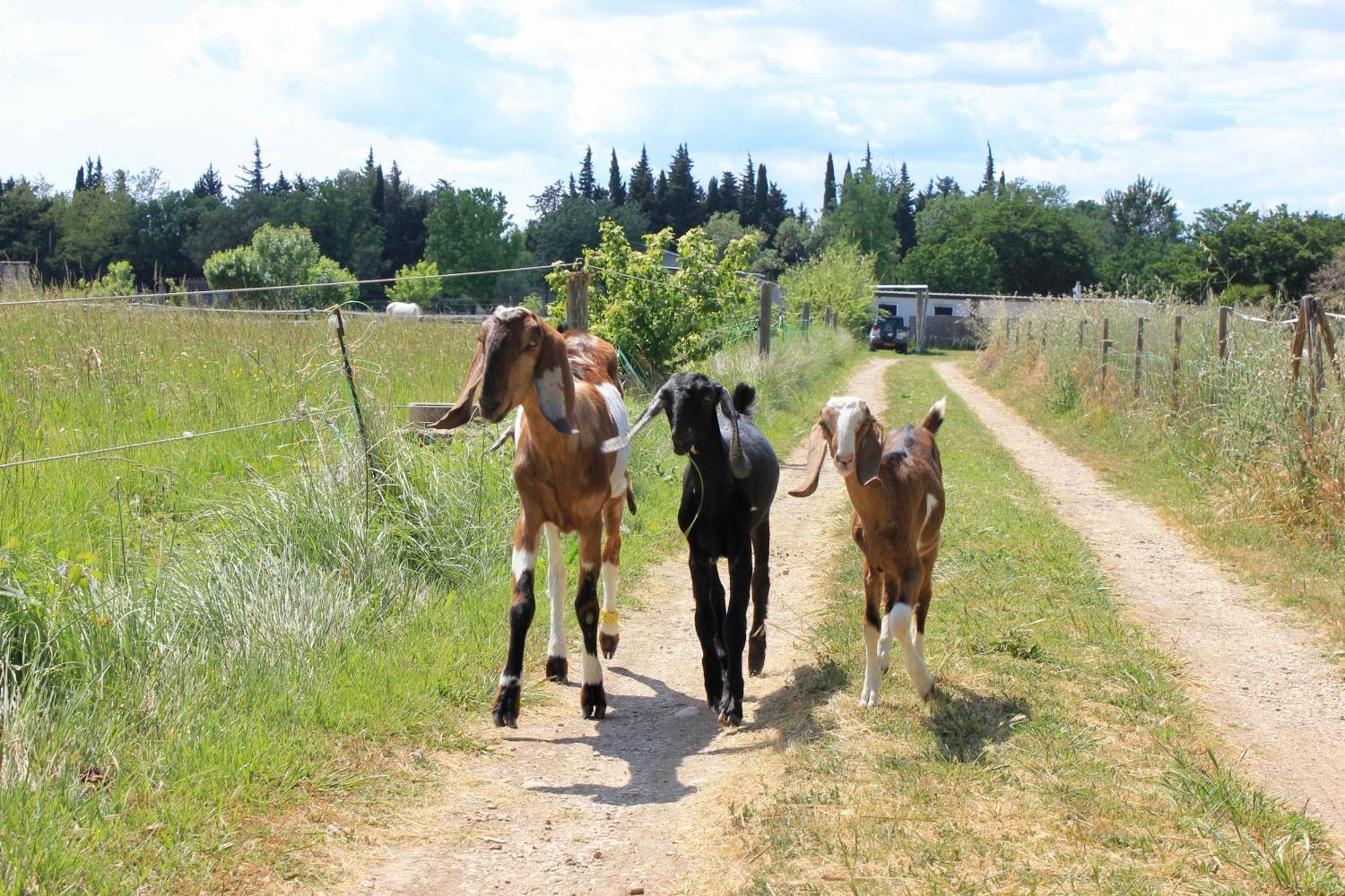 Lobilum En Camargue Vila Saint-Martin-de-Crau Exterior foto